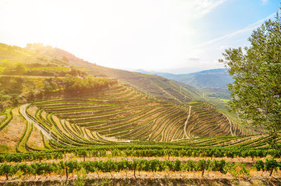 Vineyards with red wine grapes for port wine near winery, douro valley duero river, porto portugal