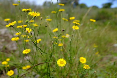 Close-up of yellow flowering plants on field