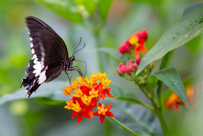 Close-up of butterfly pollinating on flower