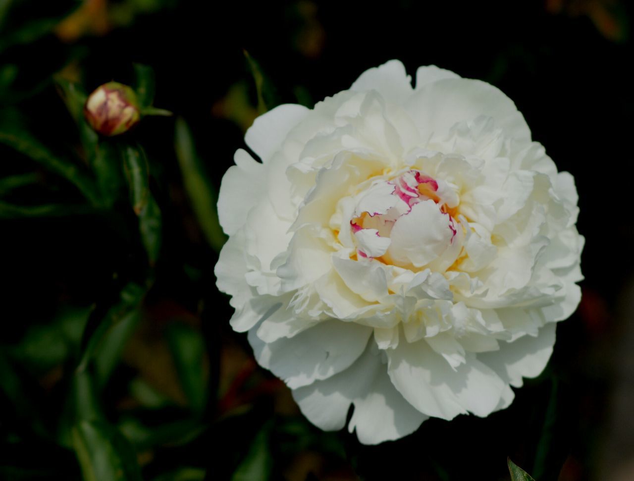 flower, petal, flower head, fragility, freshness, white color, growth, close-up, beauty in nature, single flower, focus on foreground, blooming, nature, in bloom, plant, white, blossom, selective focus, outdoors, no people