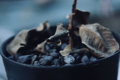 Close-up of chocolate in bowl