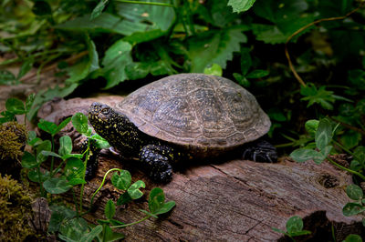 Close-up of turtle on rock
