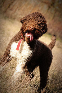 Close-up of a dog looking away