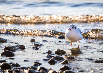 Seagull perching on rock in sea