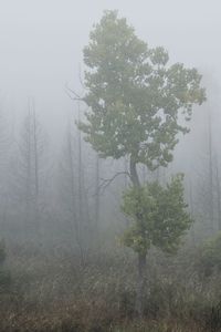 Trees on field in forest