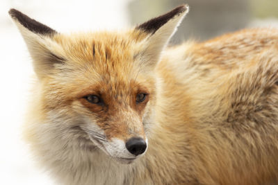 Close-up of a fox in retezat mountains 