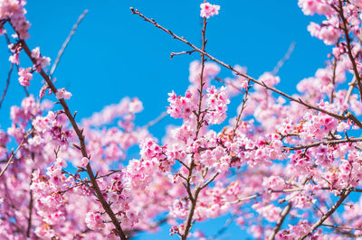 Low angle view of cherry blossoms against sky