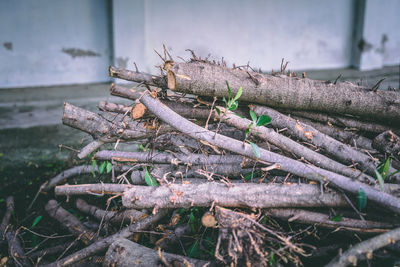 Close-up of logs in forest