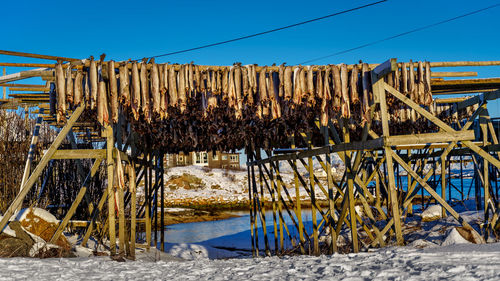 Cod, stockfish hanging to dry on the drying racks in svolvaer