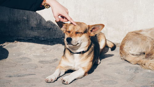 Cropped hand of woman petting dog