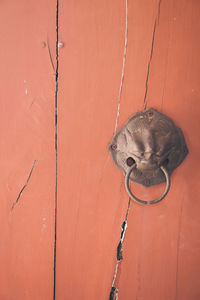 Close-up of a horse on wall