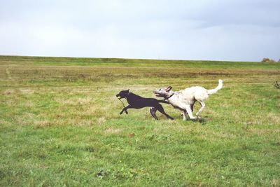 Dogs running on field against sky