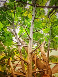 Low angle view of a tree