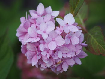 Close-up of pink flowering plant