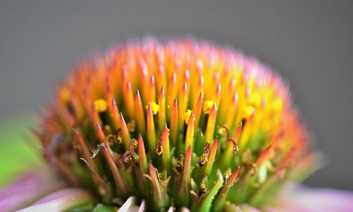 Close-up of pink flower against blurred background