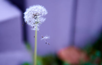 Close-up of dandelion flower