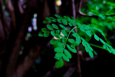 Close-up of fresh green plant