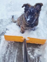 High angle view of dog sitting on snow covered footpath