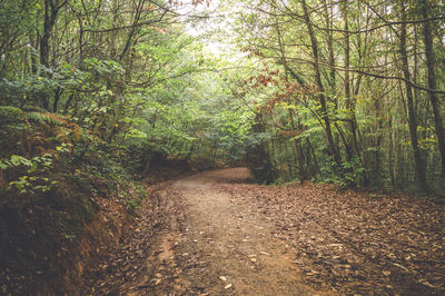 Trees growing in forest