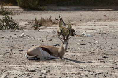 Impala deers resting on field