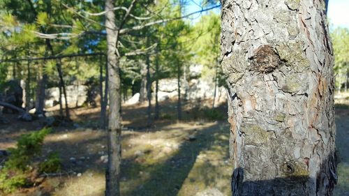 Close-up of tree trunk