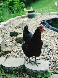 Black bird on a stone wall