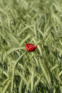 Plants growing on field