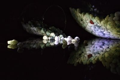 Close-up of potted plant on table against black background