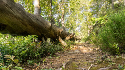 View of a forest