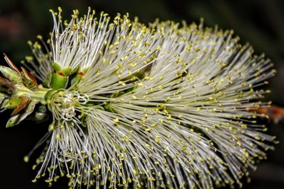 Close-up of white dandelion