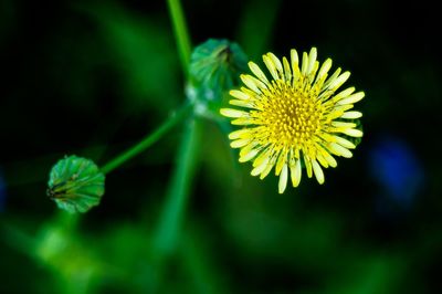 Close-up of yellow flowering plant