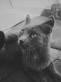 Close-up of cat looking away