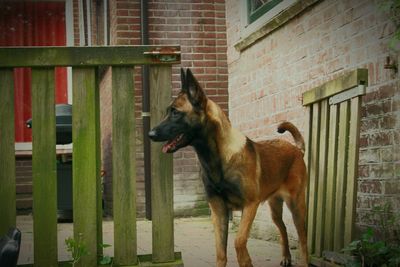 Dog standing in front of building