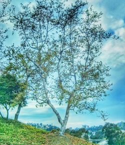 Trees on landscape against cloudy sky