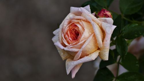 Close-up of rose roses