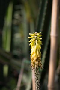 Close-up of yellow flower
