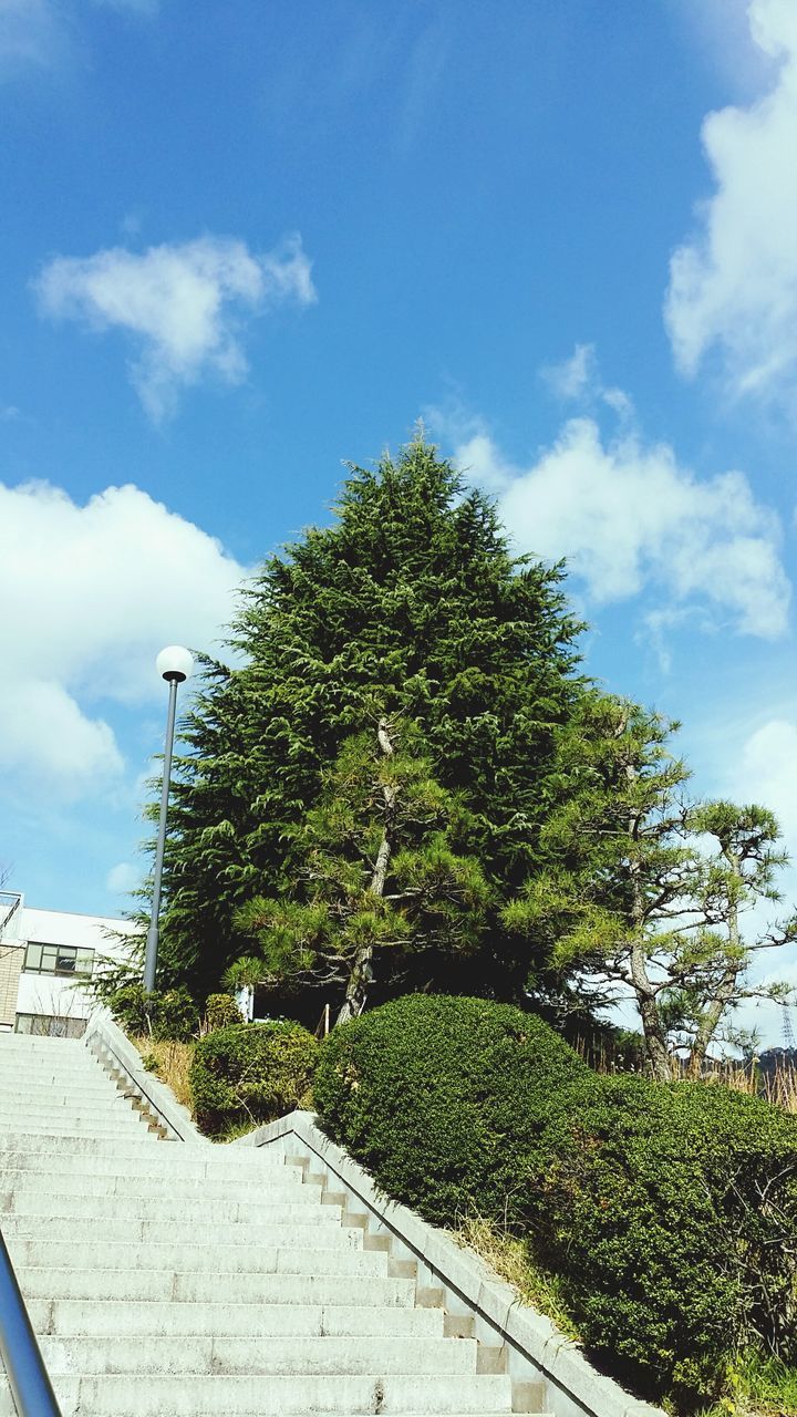 sky, tree, growth, green color, plant, cloud - sky, cloud, nature, day, built structure, sunlight, green, growing, tranquility, blue, outdoors, agriculture, beauty in nature, no people, architecture