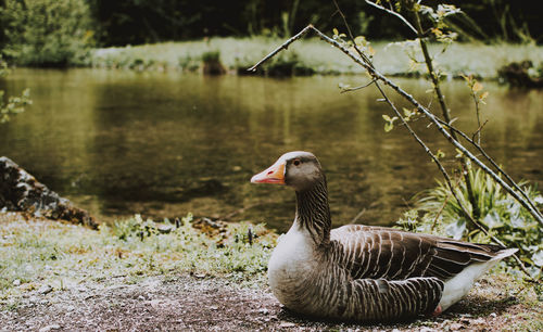 Duck on a lake