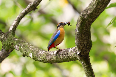 Bird perching on tree