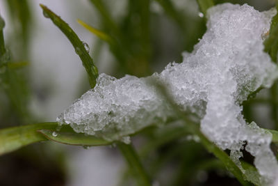 Close-up of wet snow on leaf during winter