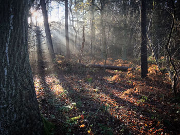 Trees growing in forest