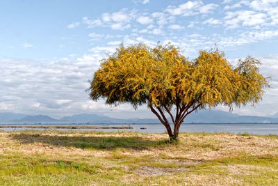 View of tree in field