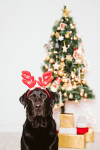 Beautiful black labrador at home by the christmas tree. dog wearing a funny santa diadem