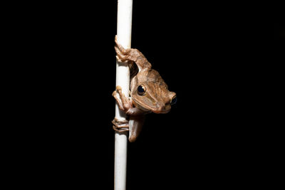 Close-up of snake against black background