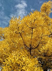 Low angle view of yellow tree against sky