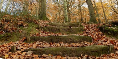 Full frame shot of trees in forest