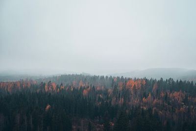 Panoramic view of pine trees in forest against sky