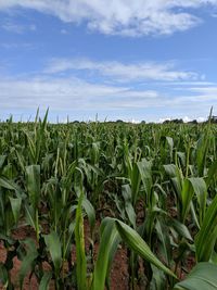 Crops growing on field against sky