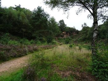 Scenic view of trees growing on field against sky