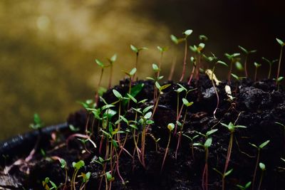 Close-up of young plant growing outdoors